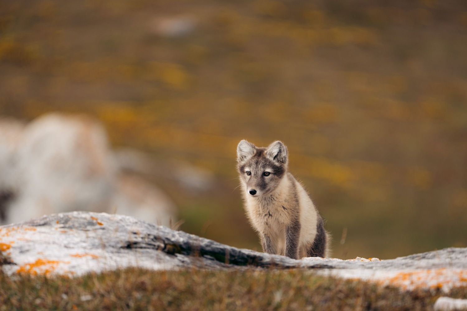 Renard arctique en pelage d'été assis sur un rocher aux falaises de Gnålloden