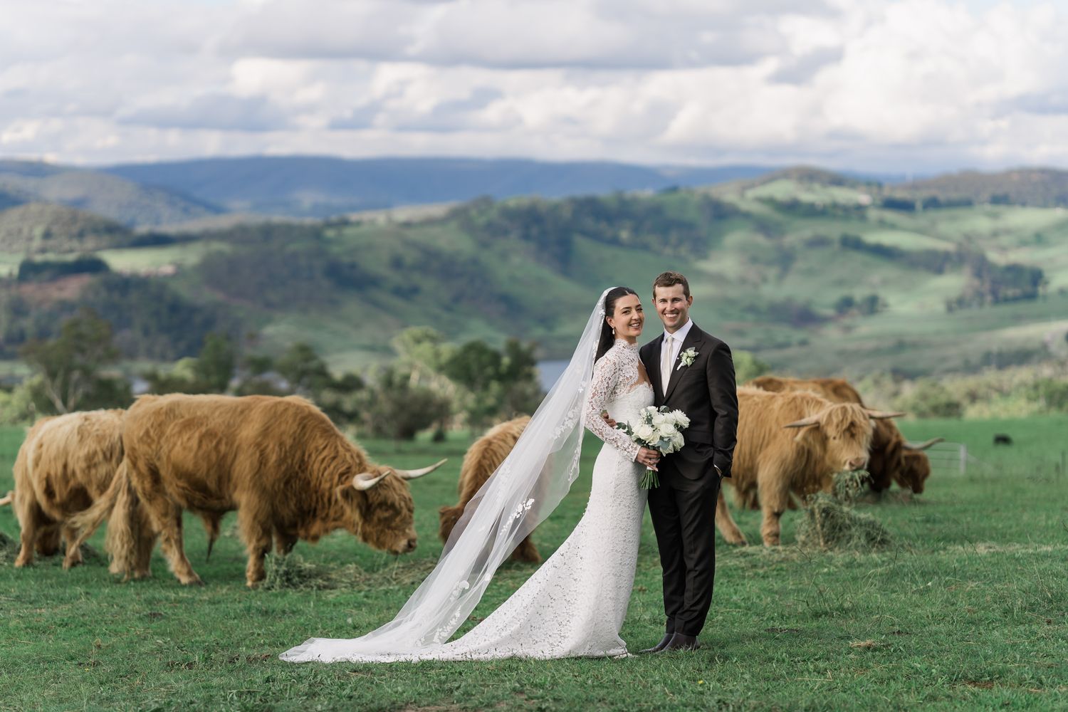 Bride and groom pose with Highland cattle on a lush green farm with rolling hills backdrop on their wedding day.