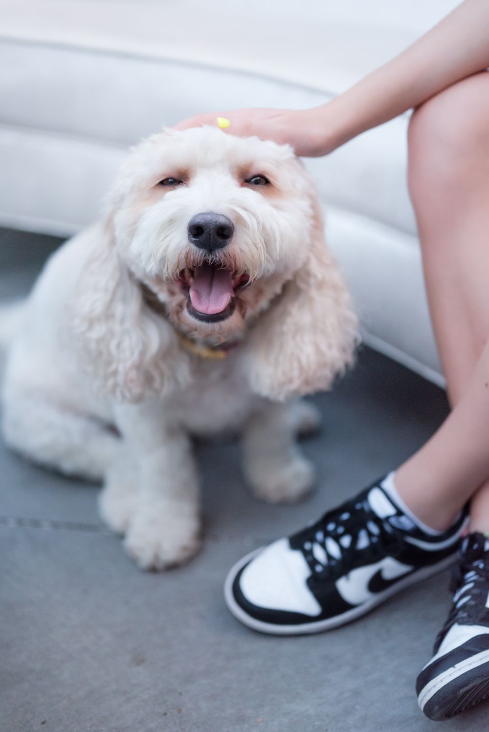 Happy white fluffy dog getting petted next to person wearing black and white sneakers.