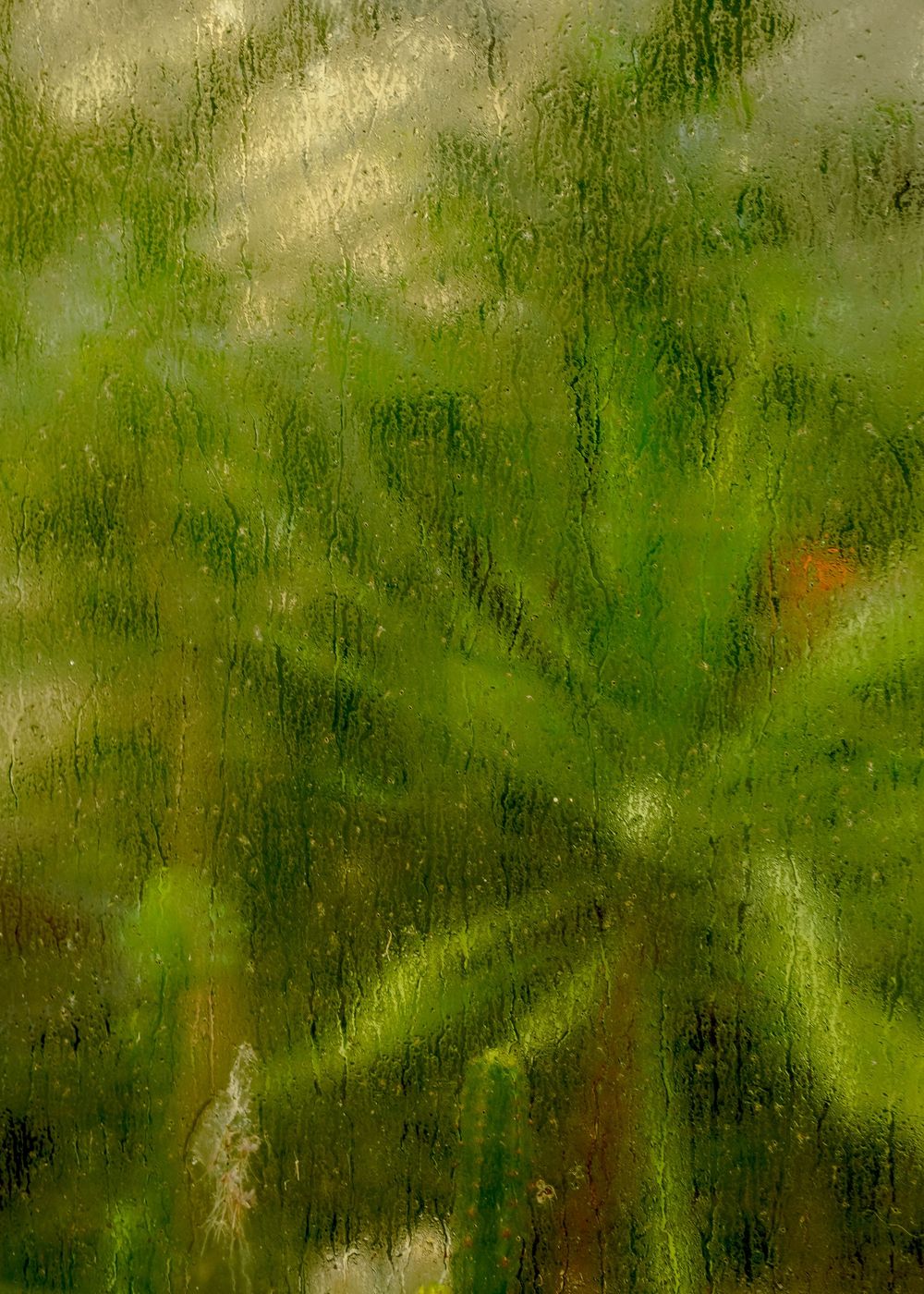 Lush green tropical plants viewed through a rain-covered window with water droplets creating a blurred effect.