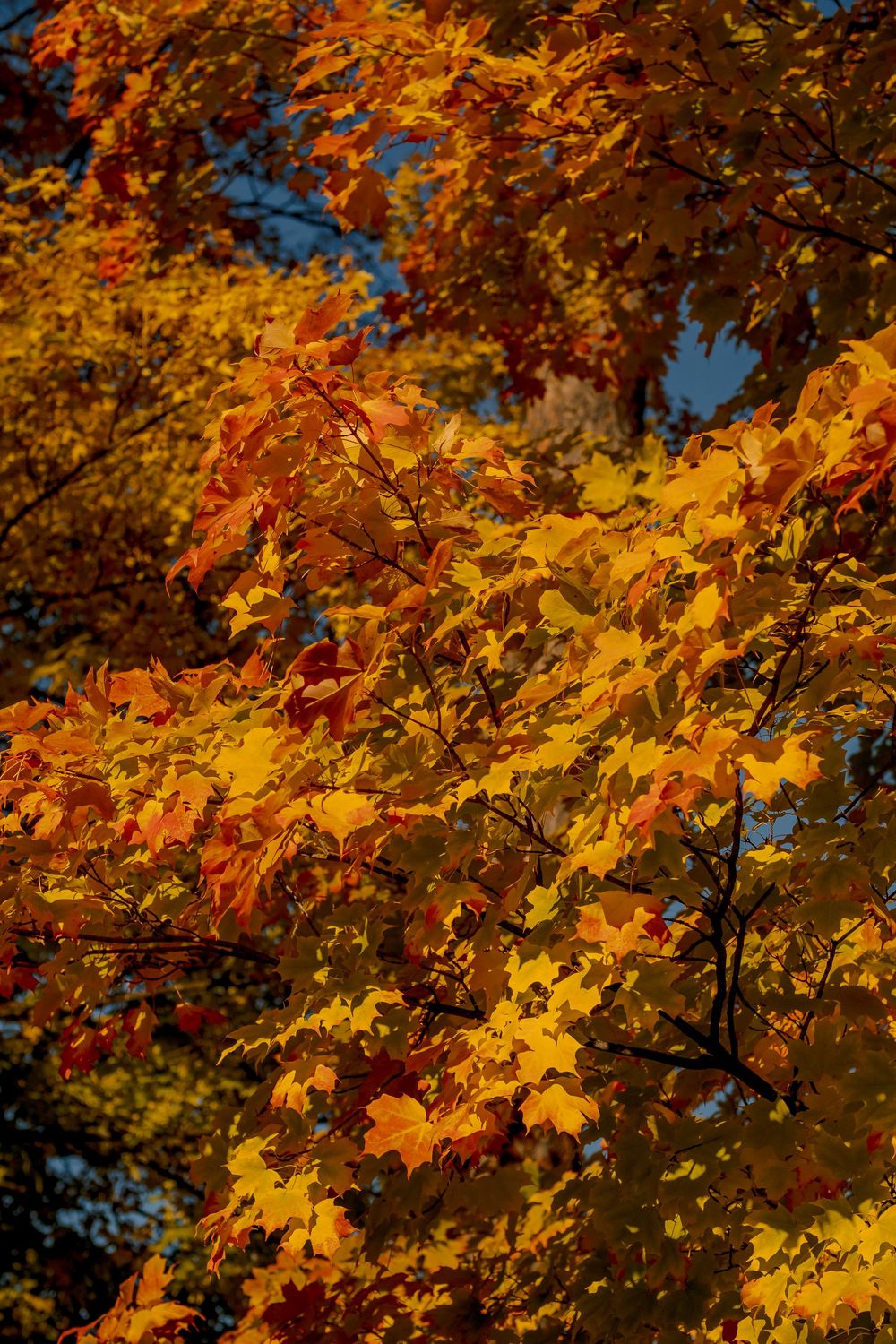 Vibrant autumn maple tree with golden yellow, orange, and red leaves against a blue sky.