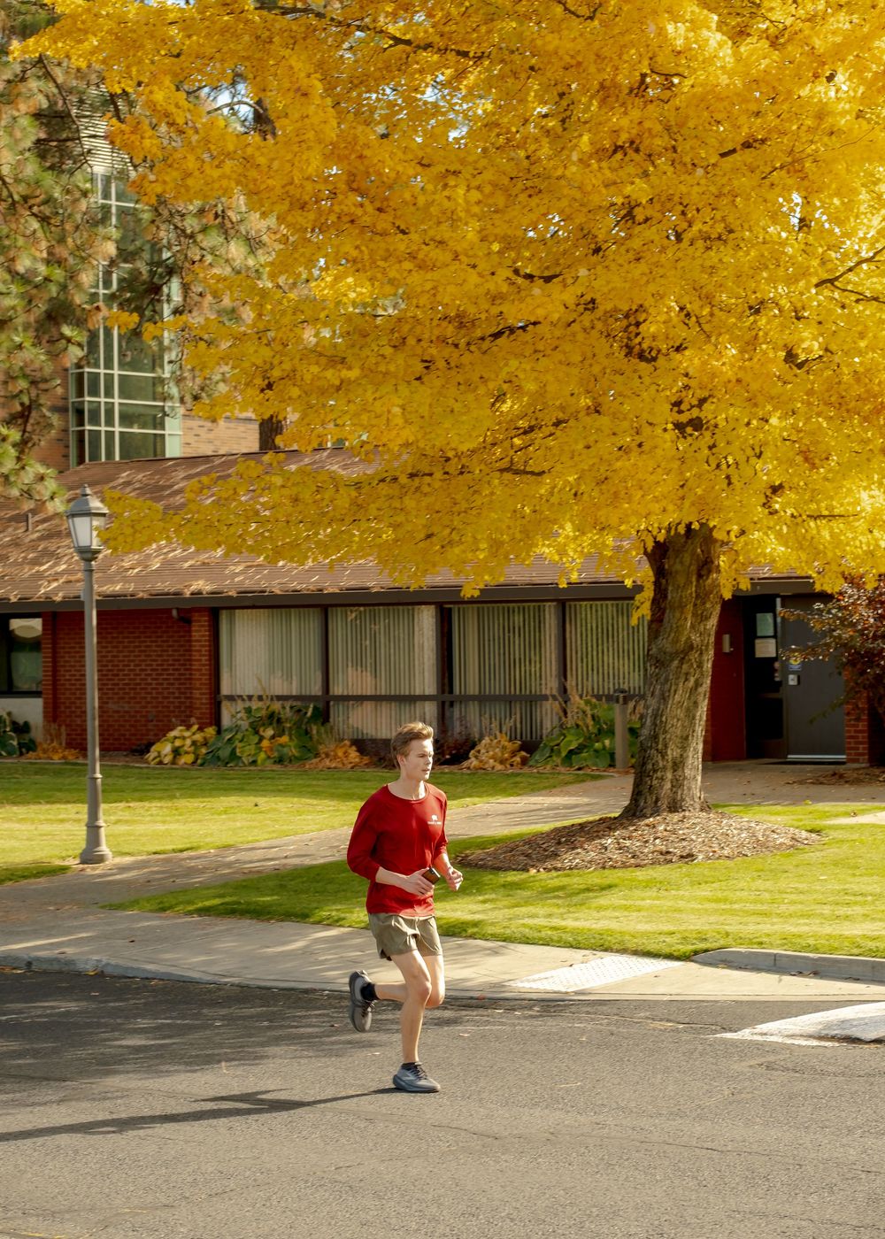 A jogger in a red shirt runs past a stunning golden yellow tree in full autumn foliage near a brick building.