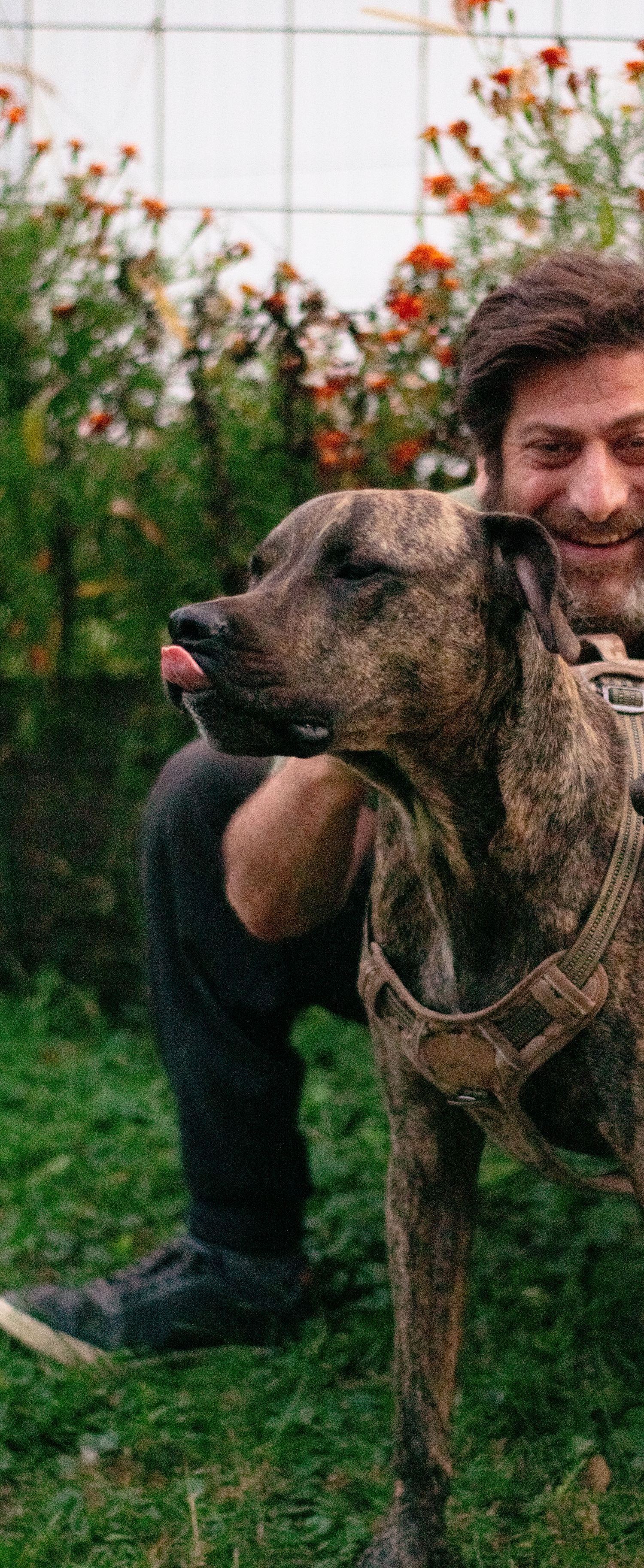 A smiling bearded man crouches beside a brindle dog with tongue out in a garden setting.