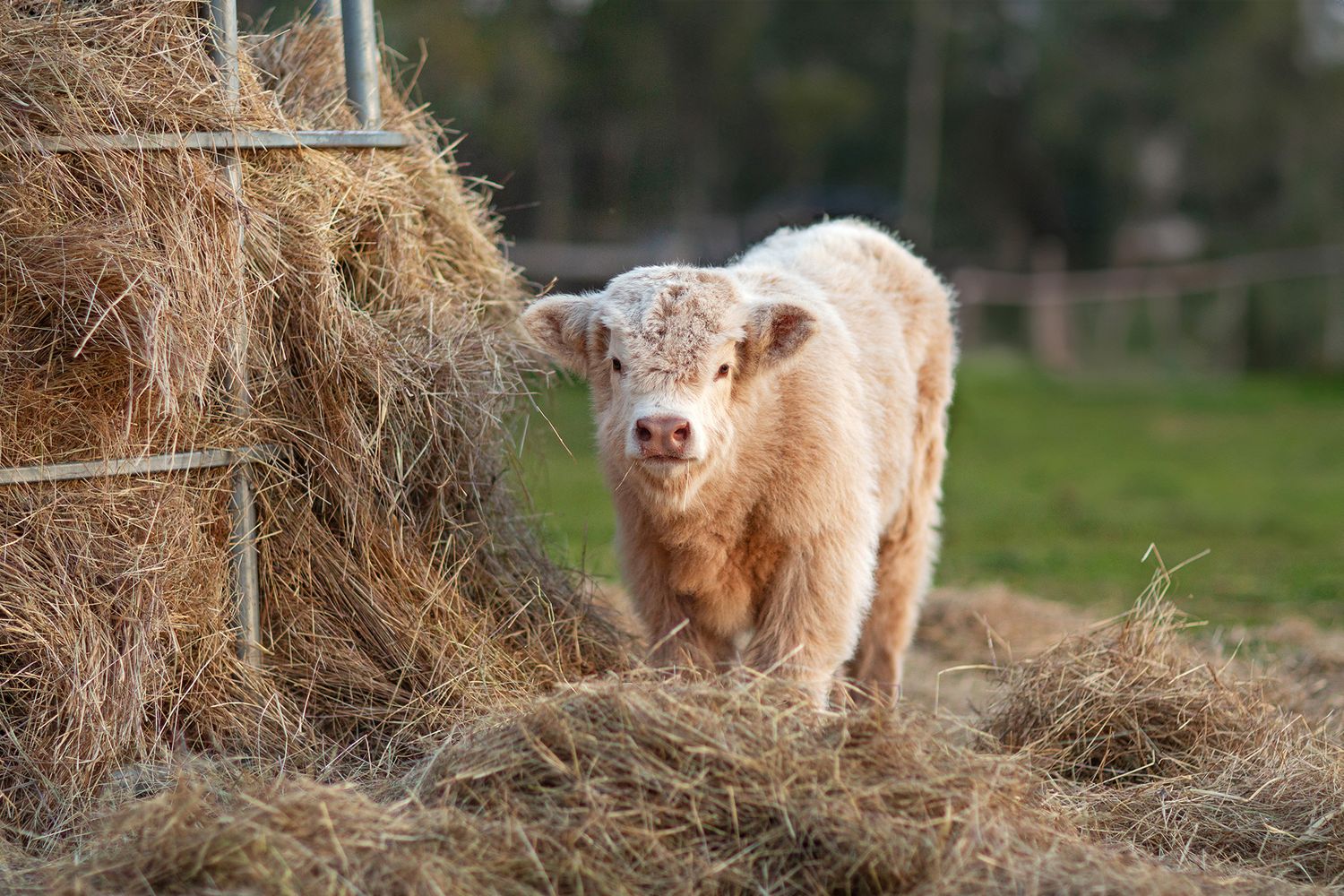 Highland cow heifer calf amongst hay during a photo session in Perth