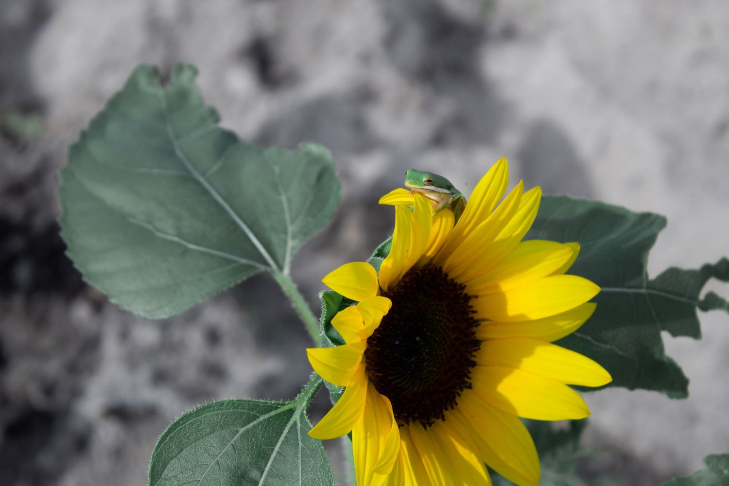 Series of sunflower blooms against a black and white background with selective color.
