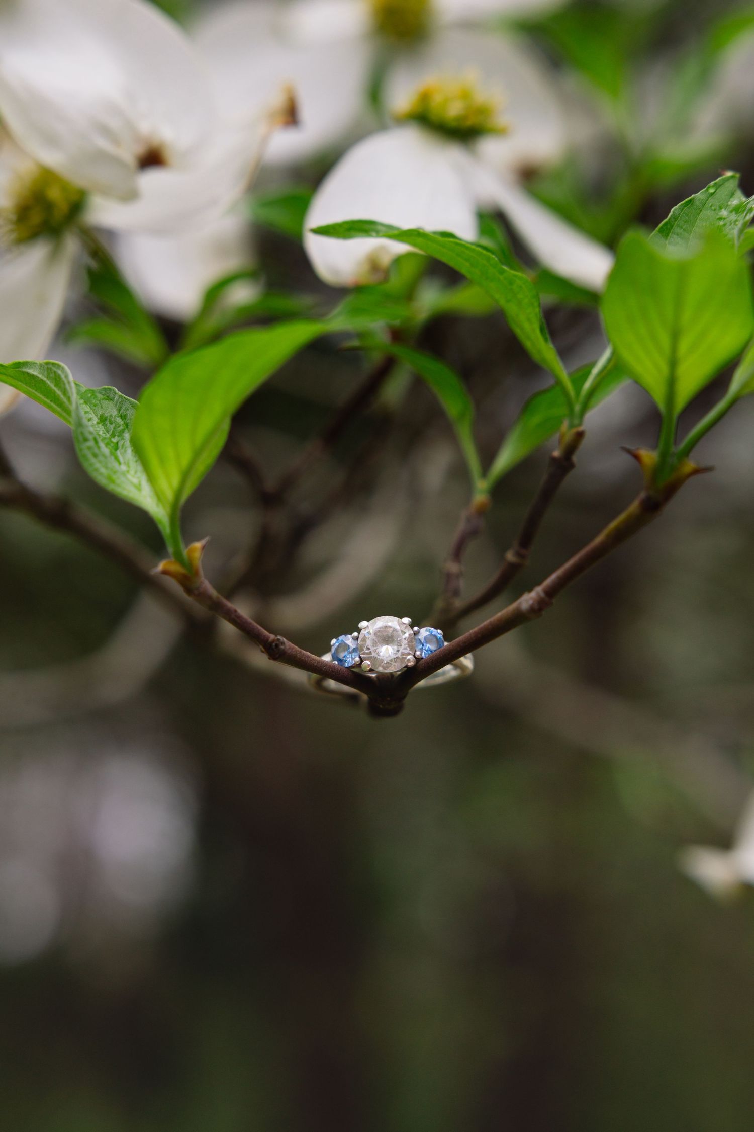 A beautiful diamond ring nestled between delicate white spring blossoms and green leaves showing shallow depth of field.