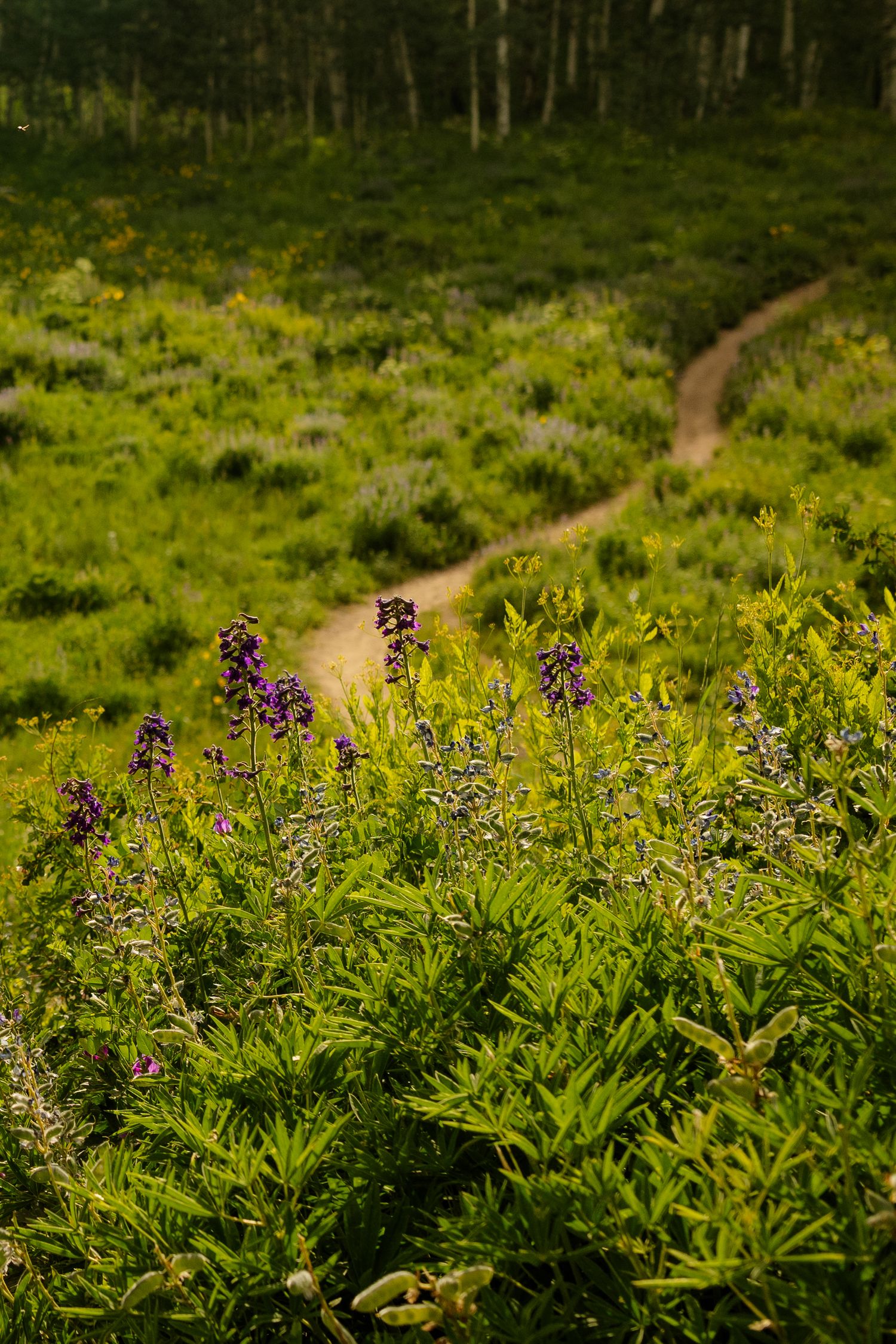 Purple wildflowers bloom along a winding dirt trail through a lush green forest landscape on a sunny day.