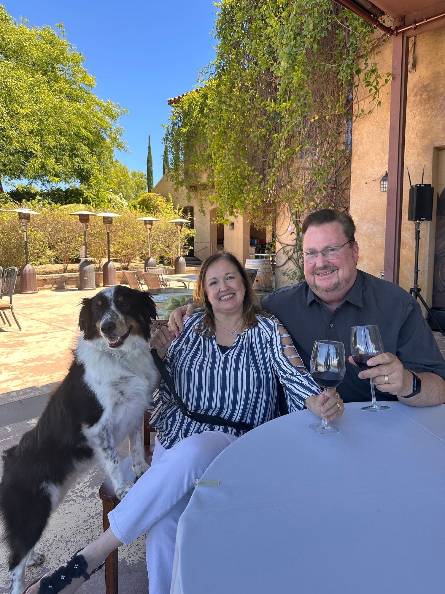 A group of people sitting outdoors on a covered patio with two border collies enjoying a sunny afternoon.