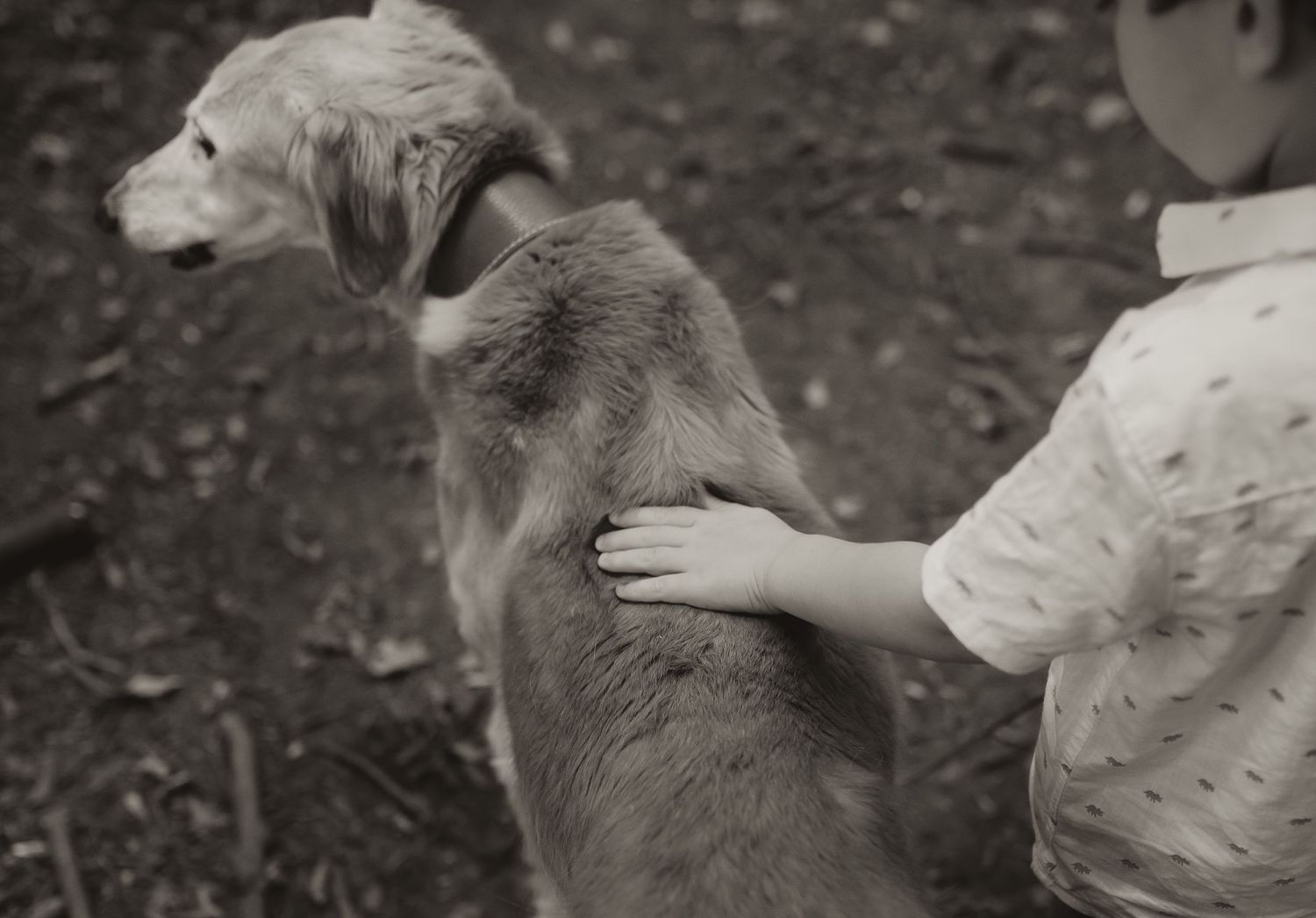 A little boy is stroking his dog as they go for a walk in the woods
