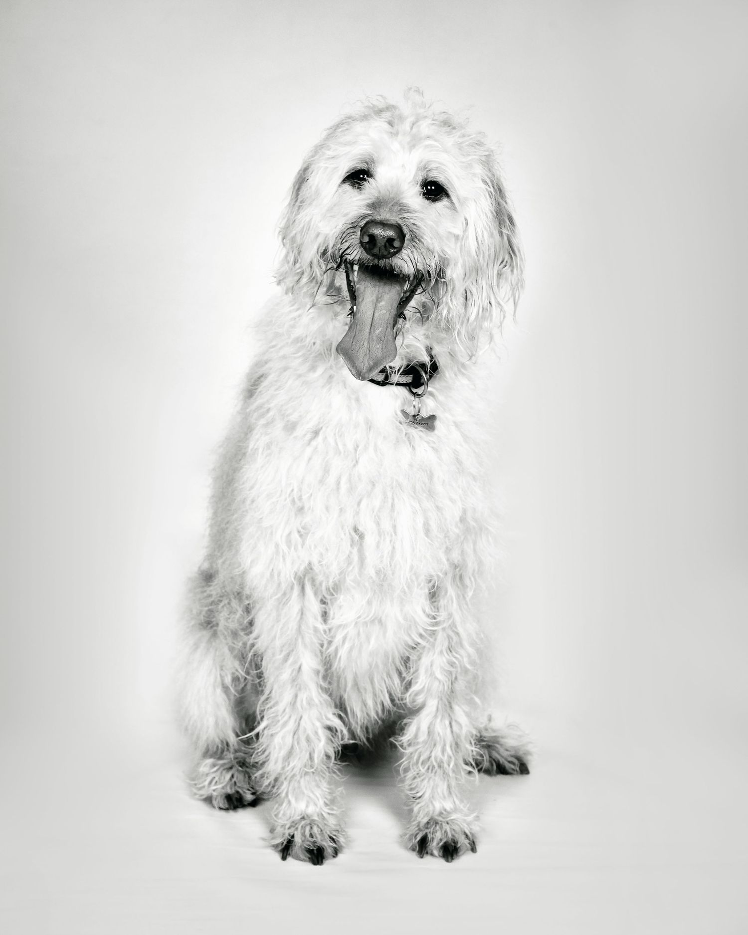 Barnsley, dog photography, dog photos, dog photographer