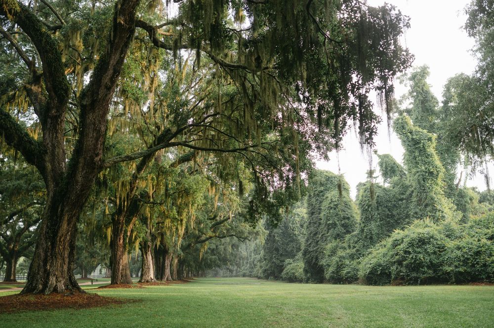 Boone Hall wedding photography captured by candid, timeless Charleston wedding photographer, Allison Hanson Photography