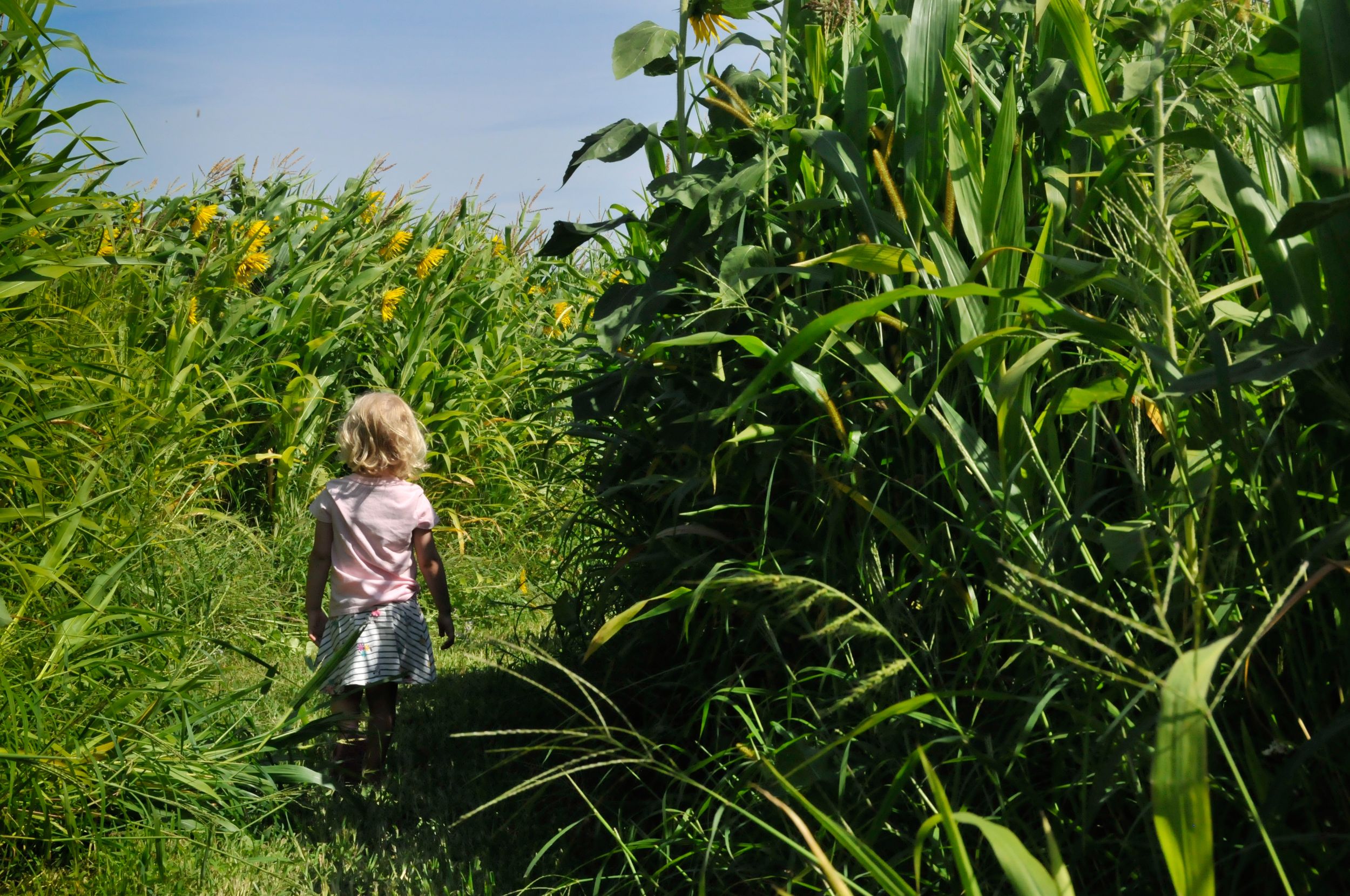 Candid image of a child in a Vermont country field during an outdoor family photo session.