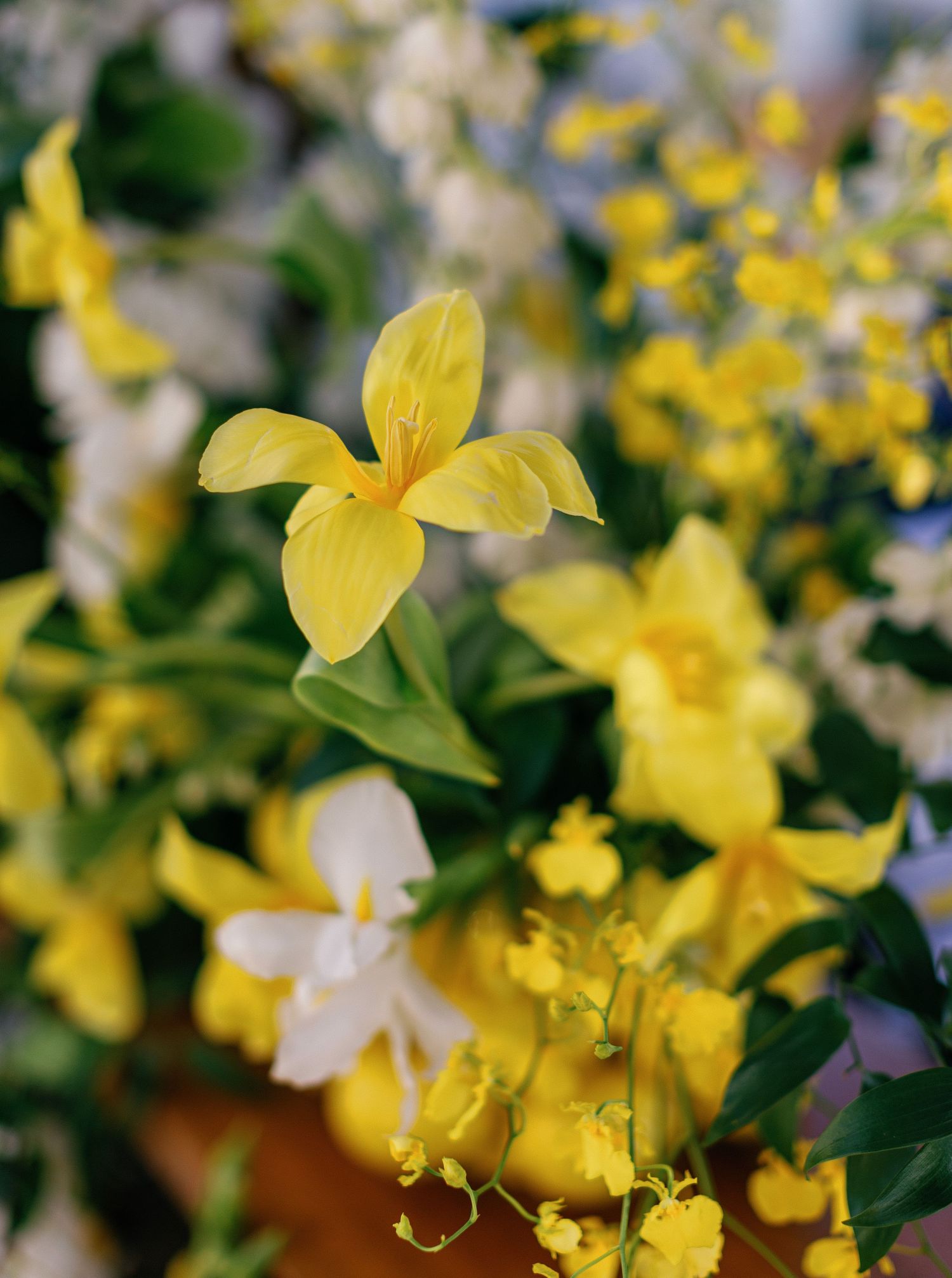 Close-up of vibrant yellow wildflowers with green foliage in soft natural lighting.