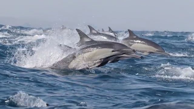 Common dolphins jumping and porpoising in the water. Transkei coastline sardine run South Africa