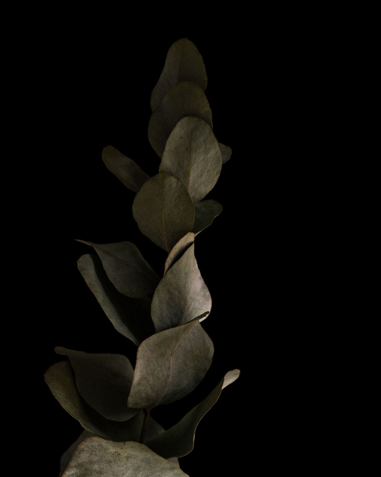 Daniel-Michaud-Photographie-DMPhotography-Lifestyle-Indoor-decoration-plants