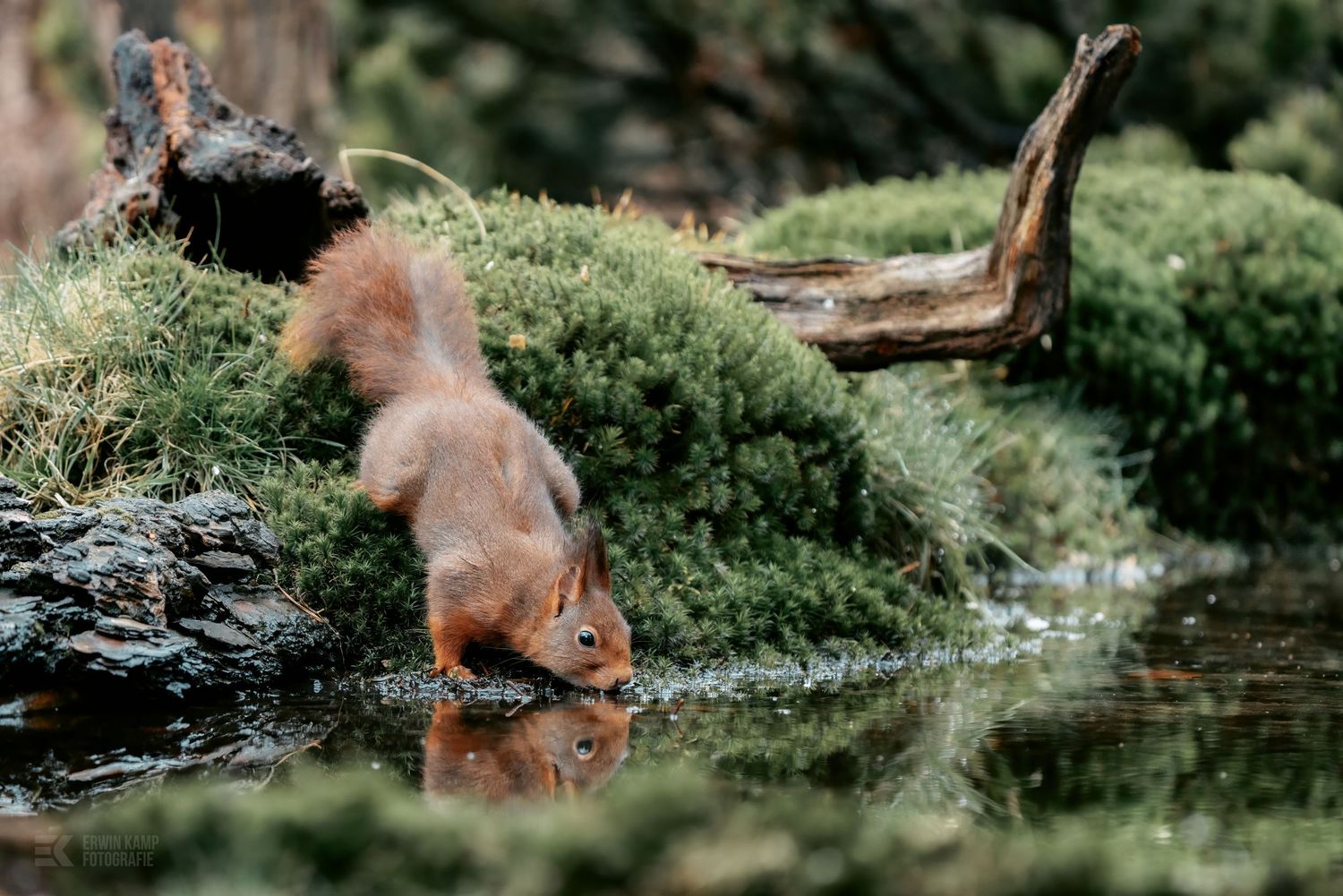 A playful red squirrel foraging and exploring in a lush garden setting.