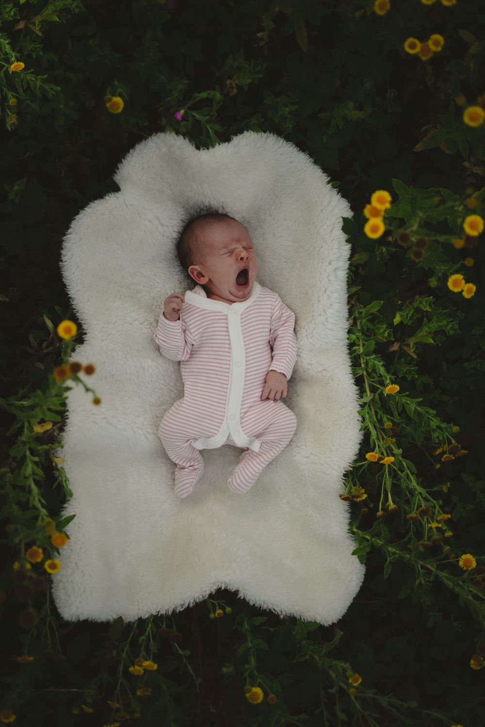 a newborn baby led on a fluffy rug in a field surrounded by yellow flowers