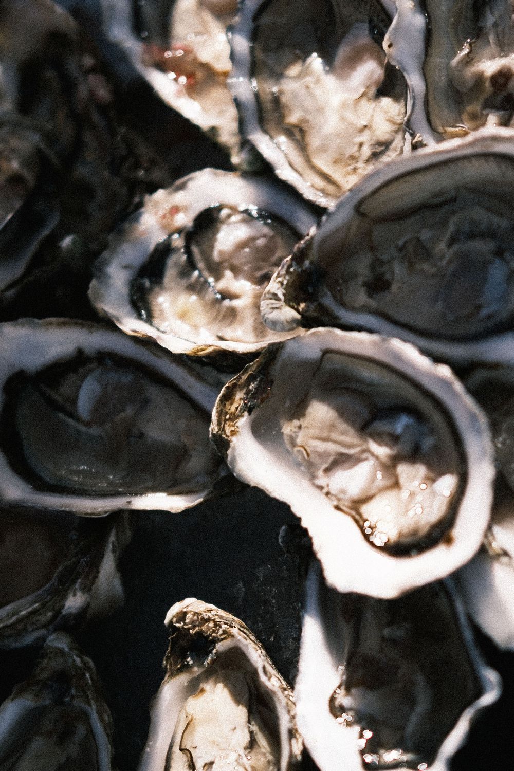 Fresh shucked oysters on the half shell, glistening and ready to serve.