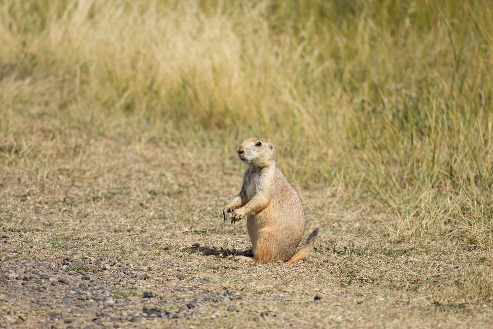 Prairie dogs sitting alert in dry grassland habitat.