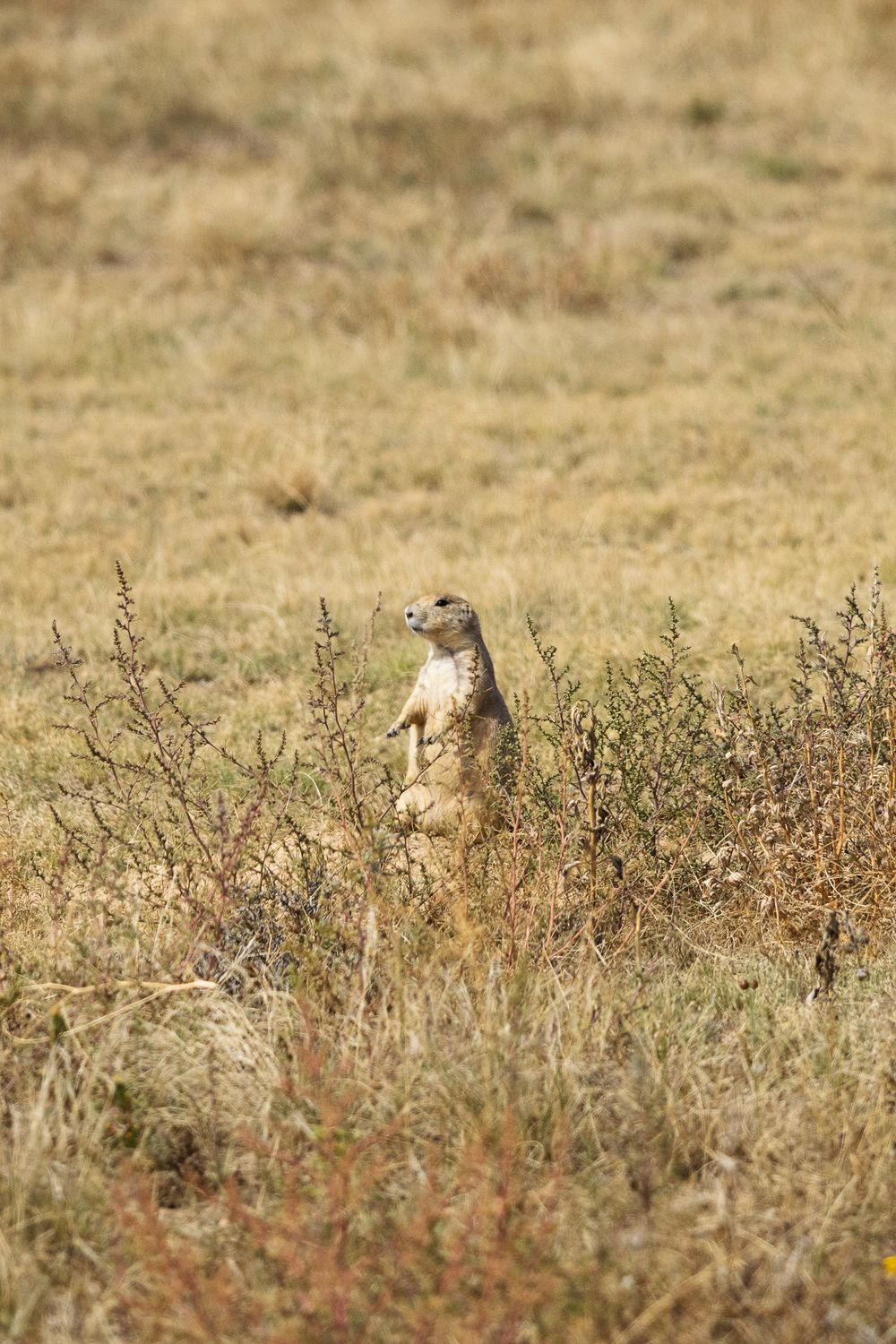 Prairie dogs peeking out from tall grass in a dry field.