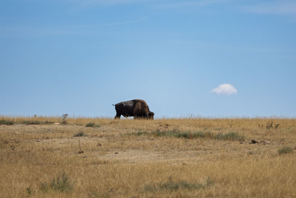 Distant bison silhouetted against blue sky on rolling prairie hills.