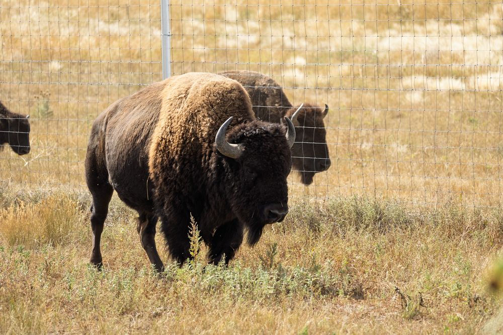 Herd of American bison grazing in an open prairie landscape.