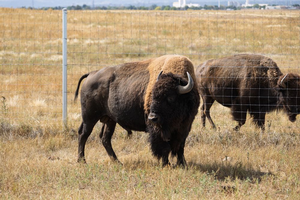 Herd of American bison grazing in an open prairie field with fence posts visible.