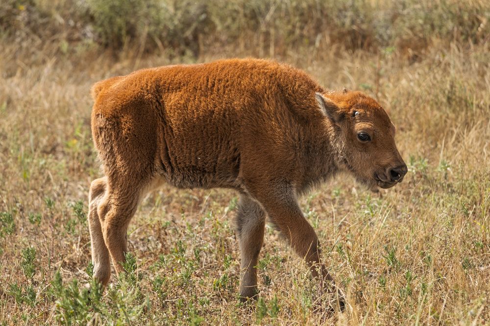 Young bison calves walking through dry grassland on a sunny day.