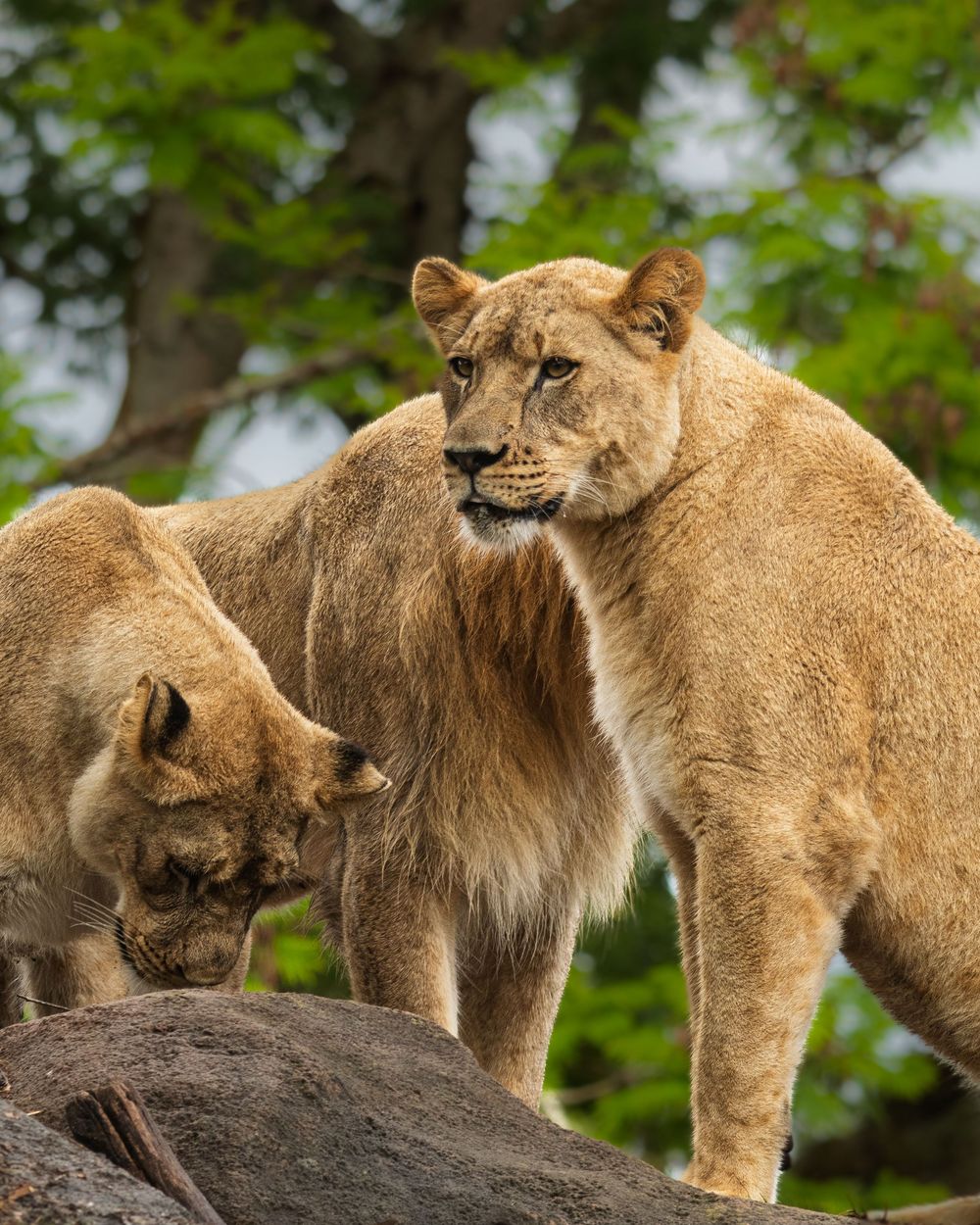 Pride of lions resting together on a rocky outcrop in a green forest setting.