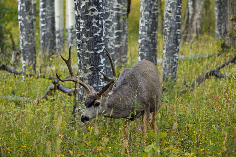 Moose walking through aspen grove with white tree trunks and yellow wildflowers.