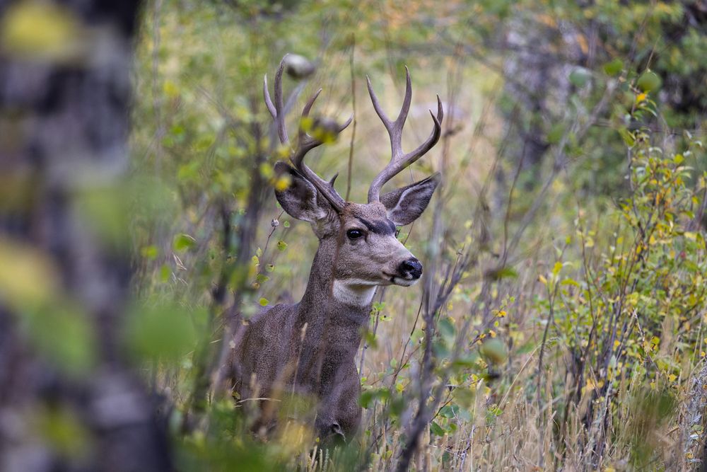 Bull moose with large antlers visible through aspen trees and tall grass.