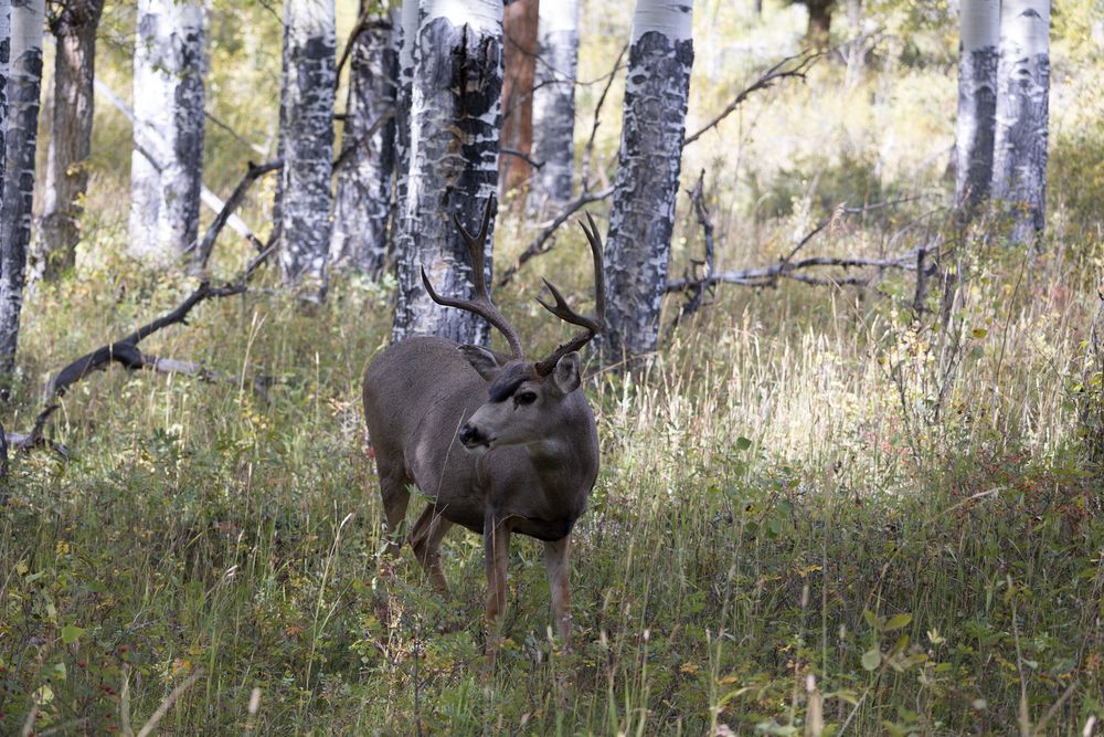 A majestic bull elk stands alert in a grassy meadow surrounded by aspen trees.