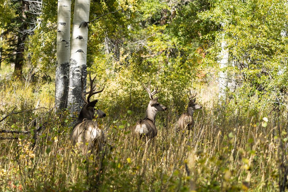 Elk grazing among aspen trees in a sunlit forest clearing.