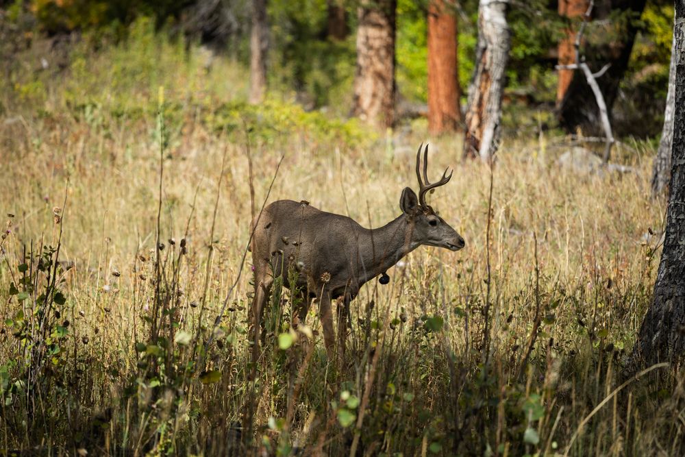 Two elk moving through tall grass and aspen trees in a mountain meadow.