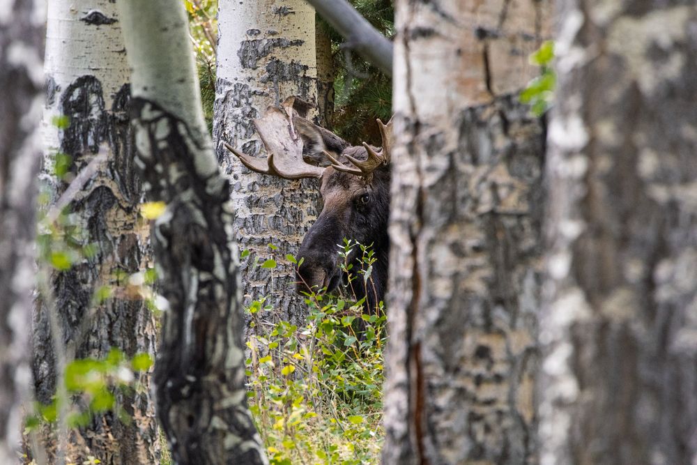 Close-up view of white aspen tree trunks in a forest setting.