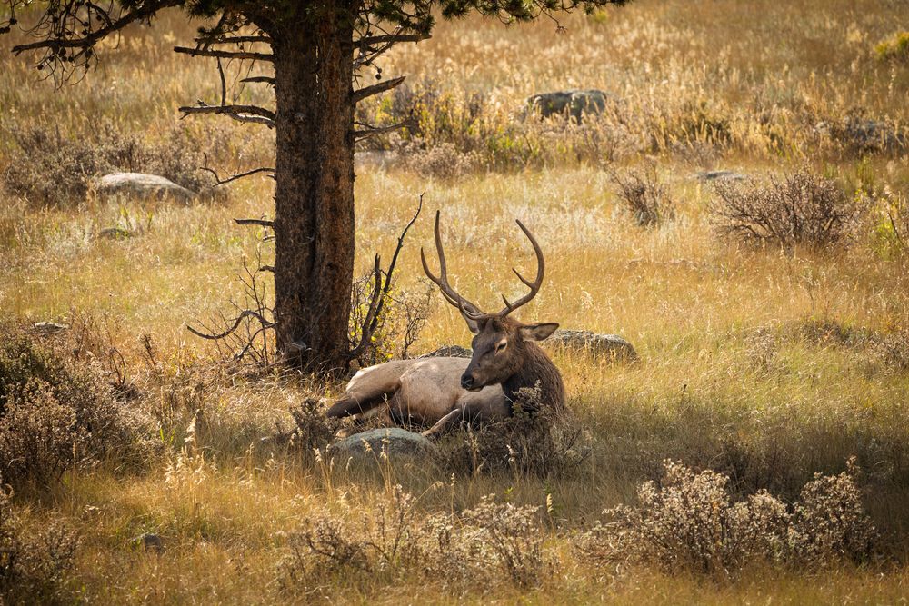 Wild elk resting in dry grass beneath pine trees on a hillside.