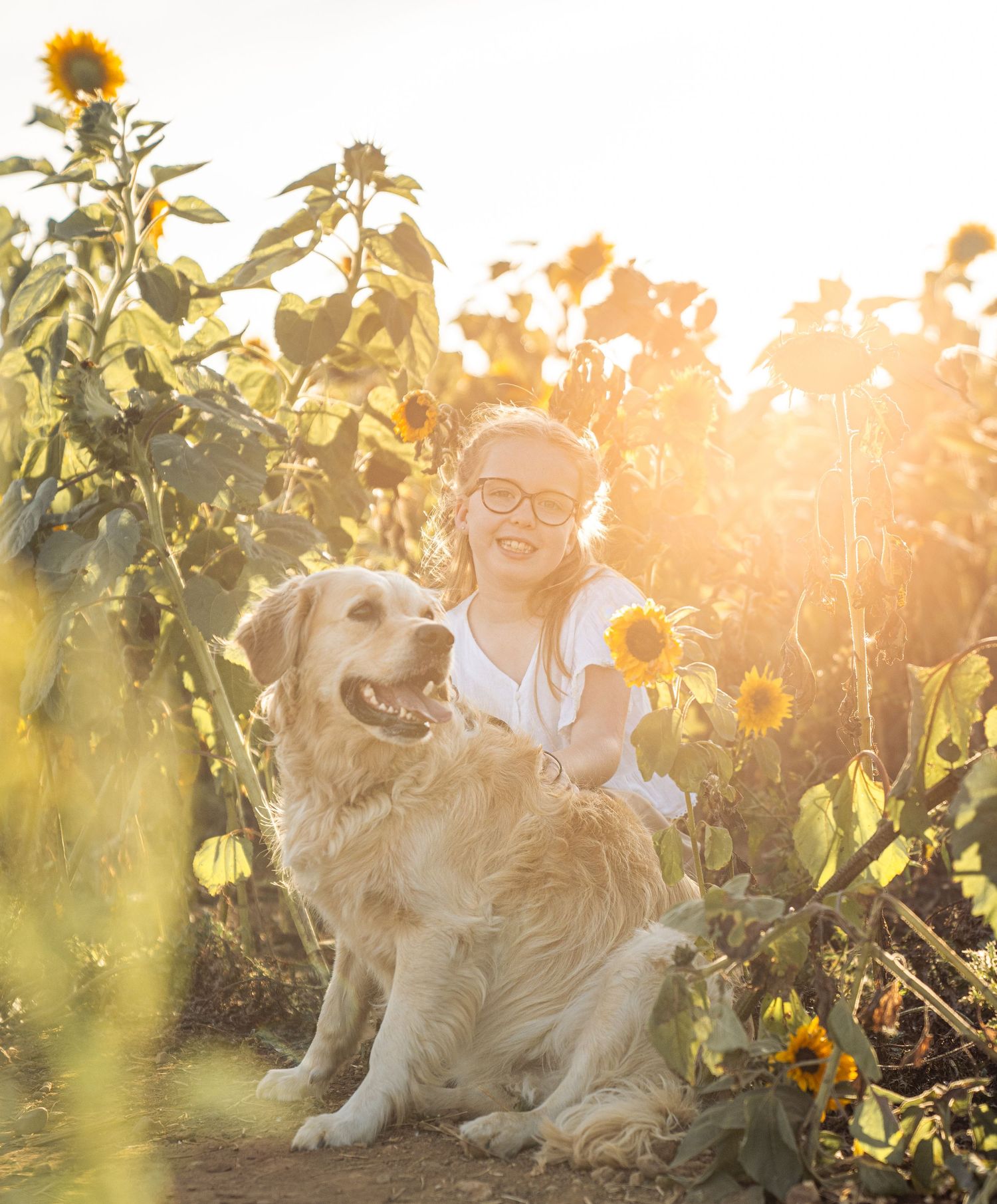 Golden retriever dog and companion sitting in sunlit sunflower field during golden hour sunset.