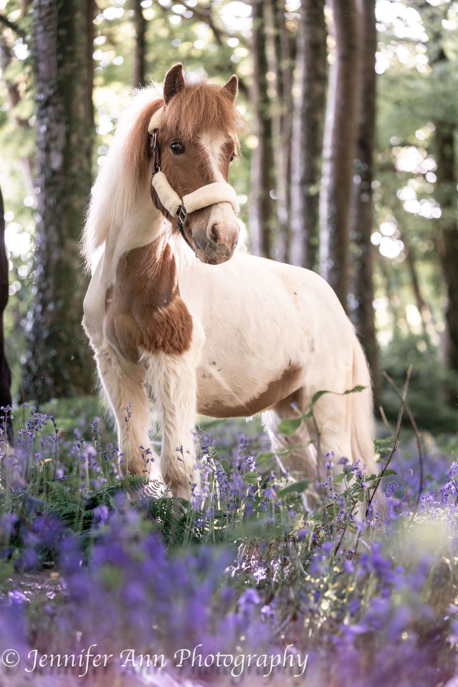 A miniature pony with brown and white coloring stands in a field of purple wildflowers.