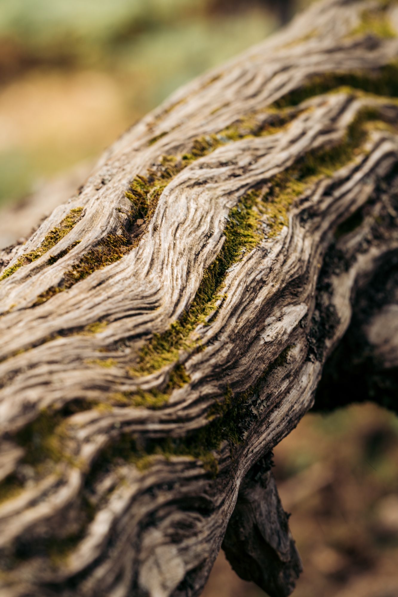 arbre dans la foret de bavella