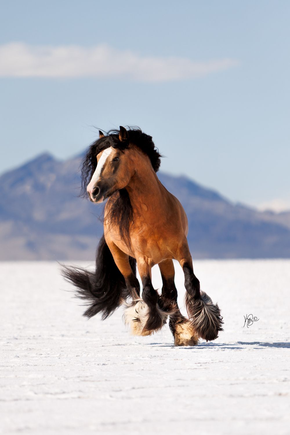 Portrait photo of buckskin Gypsy Vanner Stallion cantering in the salt flats