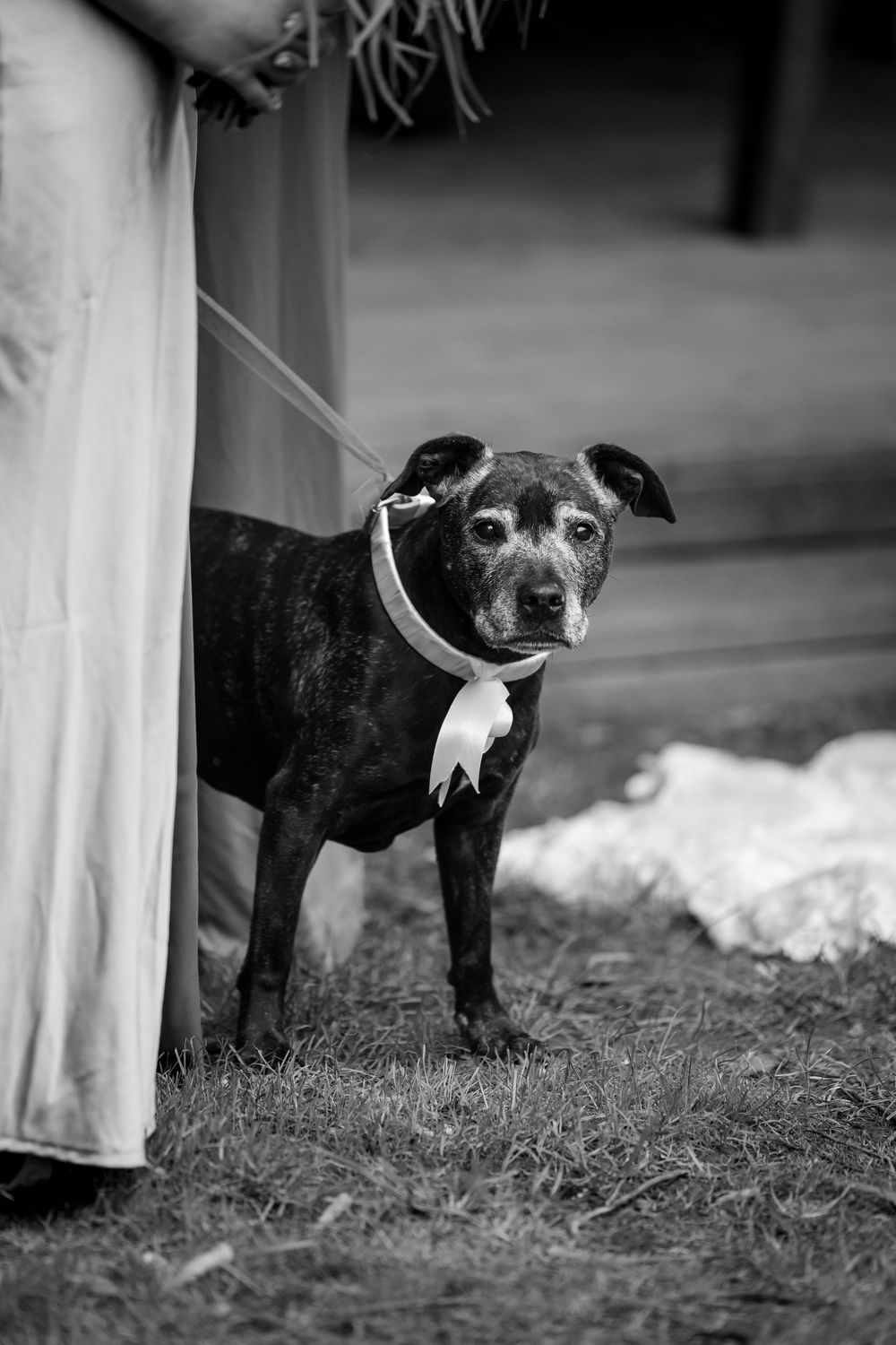 Black and white photo of a dressed-up dog on a leash standing on grass at a wedding ceremony.