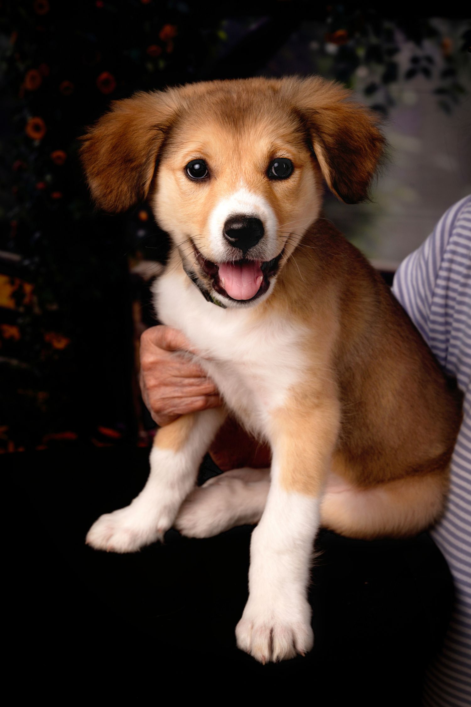 Pet Portrait - WNC Smiles.com