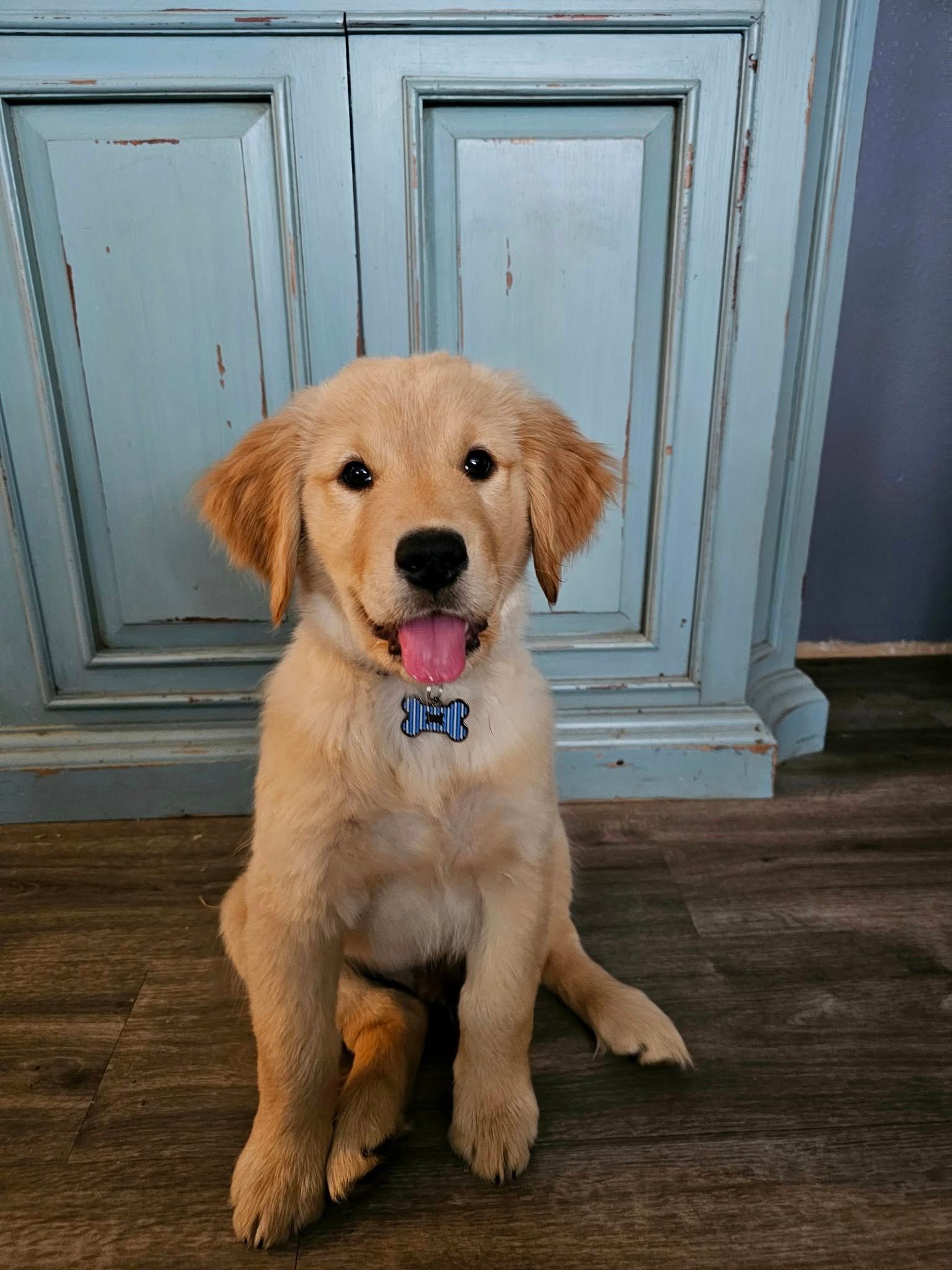 Golden retriever puppy sitting on hardwood floor against blue paneled wall.