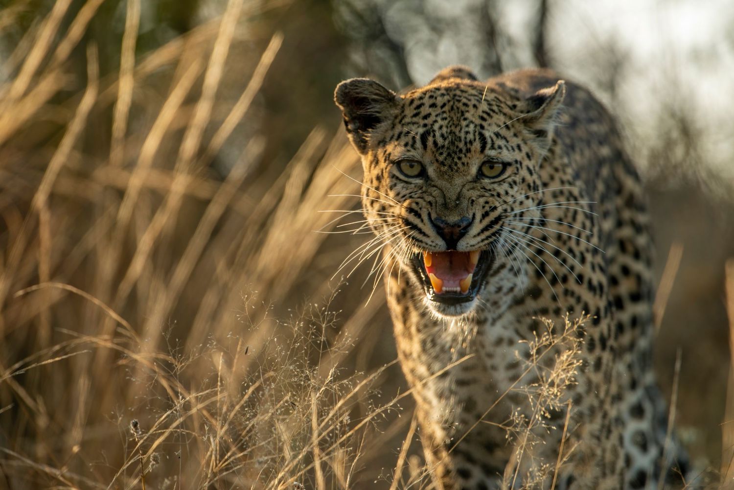A fierce leopard with bared teeth stalks through tall golden grass during sunset.