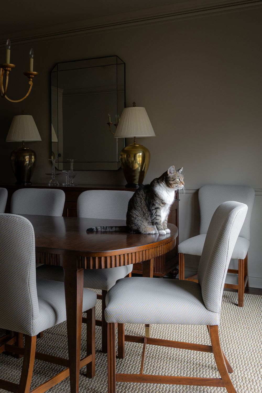 cat sitting on the table of a formal traditional dining room in Lincolnshire IL by Hardy/s design
