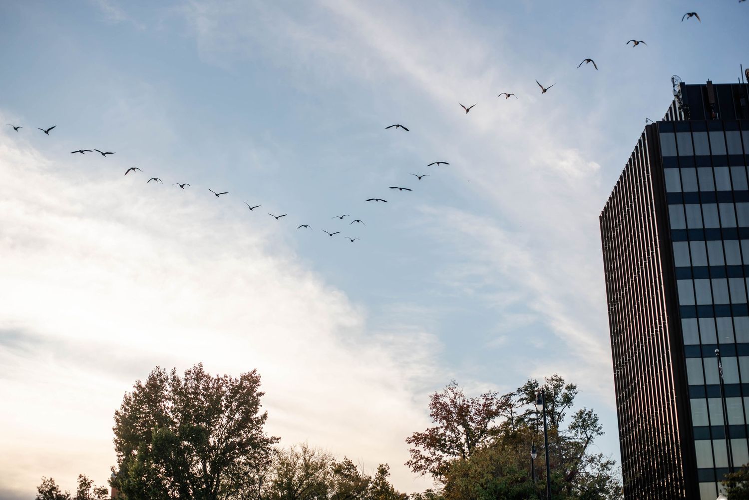 Flock of birds flying in V-formation over city park trees with modern glass office building against blue sky.