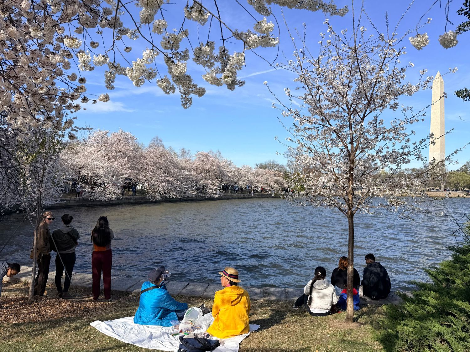 Cherry blossom trees in full bloom line the edge of the Tidal Basin in Washington DC during spring.