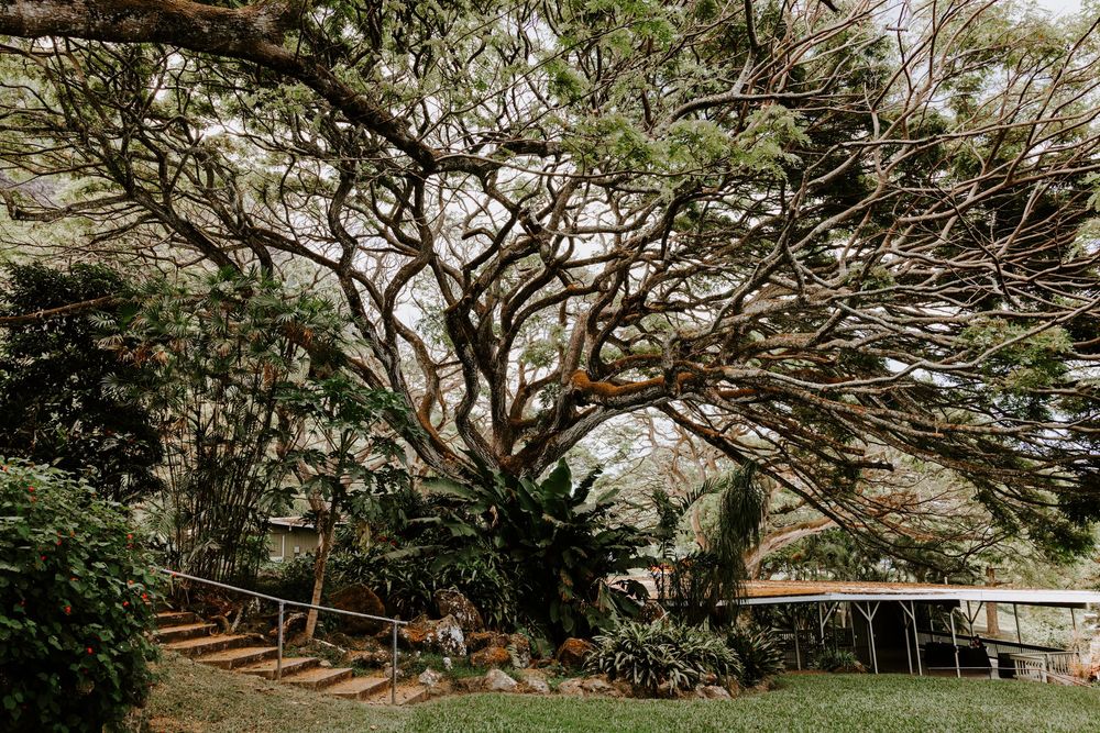 Couple sitting beneath a large sprawling tropical tree with lush green foliage at wedding venue.