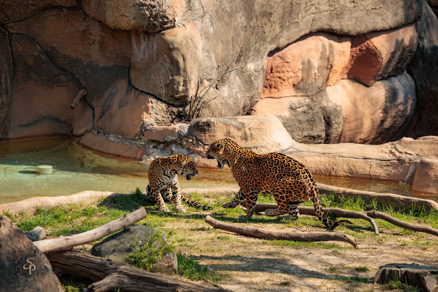 A majestic leopard rests on a rocky ledge in a natural habitat setting while observing its surroundings.