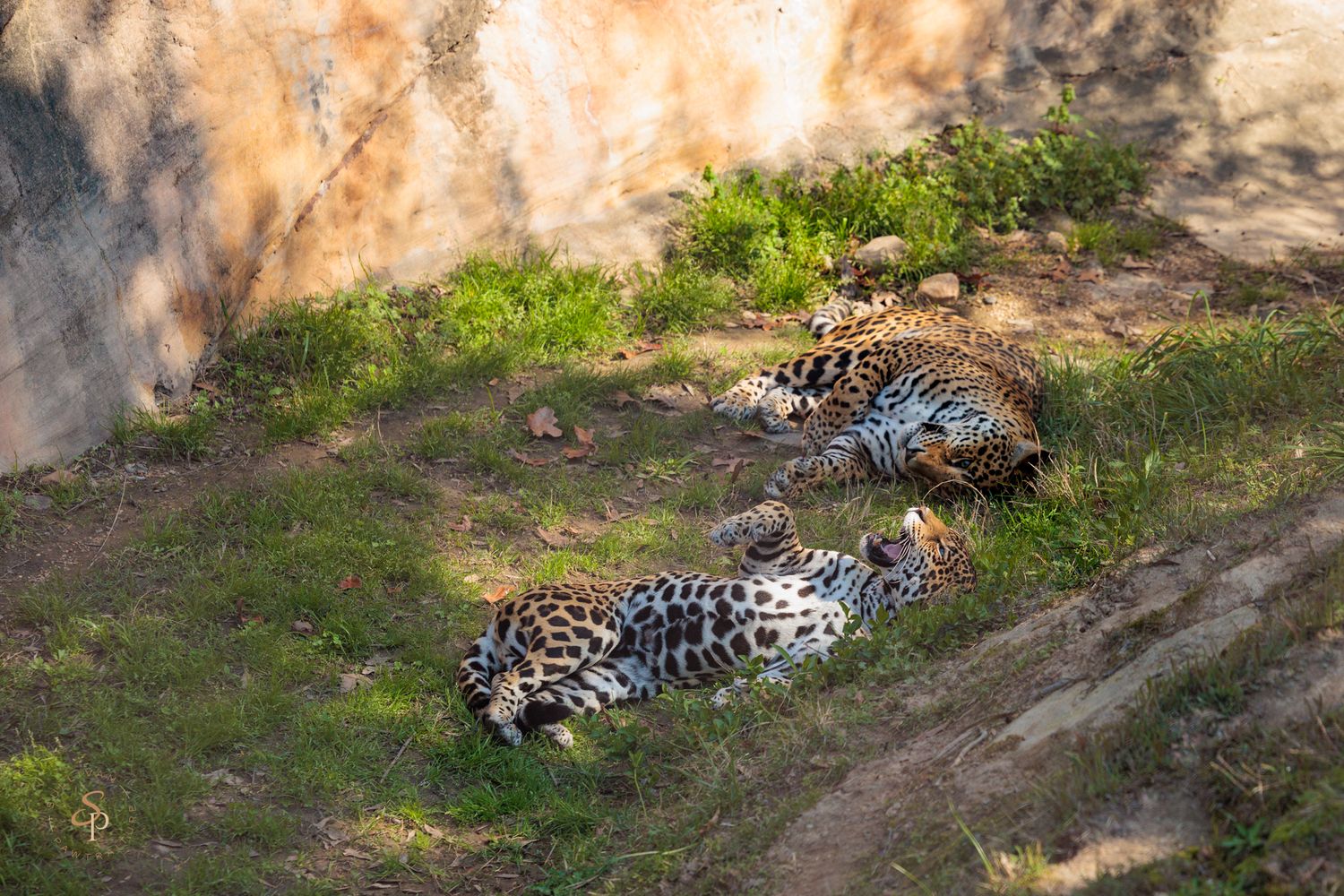 A jaguar rests in the shade on a grassy patch near a rock wall in a natural habitat setting.